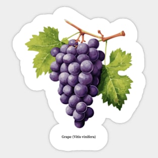 Botanical illustration of Grape (Vitis vinifera) Sticker